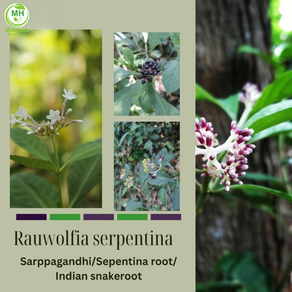 Morsan Healthcare's Sarpgandha (Rauwolfia serpentina) Capsules, Combo Pack of 2 x 60 x 500 mg. Veg. Capsules (2)