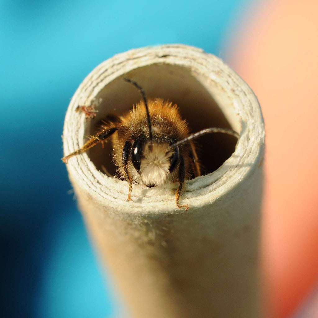 URATOT 200 Pieces Mason Bee Tubes, 6 Inches, Brown Kraft Paper, Bee Houses, Refill Tubes