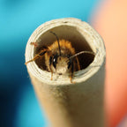 URATOT 200 Pieces Mason Bee Tubes, 6 Inches, Brown Kraft Paper, Bee Houses, Refill Tubes