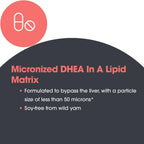 Nutricology DHEA 10 mg - Micronized Lipid Matrix Tablets - Hormone & Endocrine Support - Enhanced Absorption Formula - Hypoallergenic - 60 Servings - 60 Tablets
