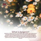 Nootropics Depot Apigenin Capsules | 200mg | 30 Count | >98% Apigenin | Supports Healthy Stress Levels