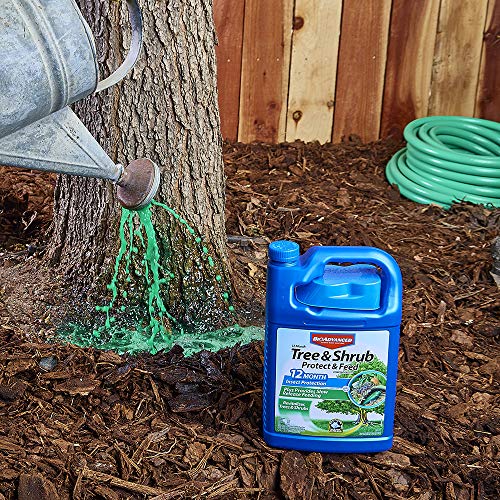BioAdvanced 701615A 12 Month Tree and Shrub Protect and Feed Concentrate, 1-Gallon