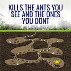 Terro T100-12 Liquid Ant Killer II, 1 oz, Pack of 2