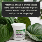 Artemisia Annua Sweet Wormwood Herbal Powder | Leaf Extract Brain Support | Artemisia Supplement | Sweet Wormwood Extract | Non-GMO, Vegan, Gluten-Free | 30 Servings/8.5 Oz (240g)