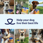 Origin Labs Belly Buddies - Probiotics for Dogs - Prebiotics & Probiotics - Supports Gut, Skin, and Immune Health - 5 Billion CFUs 7 Strain Probiotic Blend - Natural Bacon Flavor, 90 Soft Chews