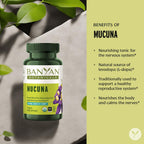 Banyan Botanicals Organic Mucuna Pruriens – Physical Vitality & Neuromuscular Support – Natural Source of L-Dopa for Reproductive Health & Motor Precision – 90 Tablets – USDA Organic