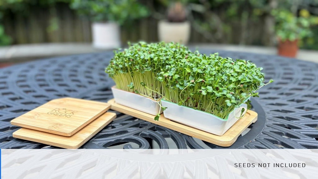 Microgreens Growing Kit. Easy-To-Use, Self-Watering. Includes Two Specially Designed Color-Coded Ceramic Trays With Matching Lids to Create an Optimal Cozy Microenvironment for Seeds; Mats, and a Tray