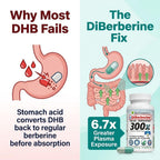 REVGENETICS Berberine Supplement 500mg, Dihydroberberine DHB Enteric Coated Capsules, Healthy Metabolism & AMPK Support, 6.7X Absorption, 1 Daily, Made in USA, 30 Ct, DiBerberine 300x