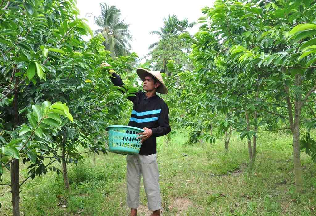 320 + Premium Soursop Graviola Dried Leaves Tea, 320 + Whole Soursop Leaves, Graviola, Guanabana, Hoja Guanabana - 120 g