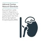 NutriCology Adrenal Cortex - Bovine Glandular Supplement 100 mg - Lyophilized Adrenal Cortex Extract - Endocrine & Adrenal Support - Hypoallergenic - 100 Servings - 100 Vegicaps