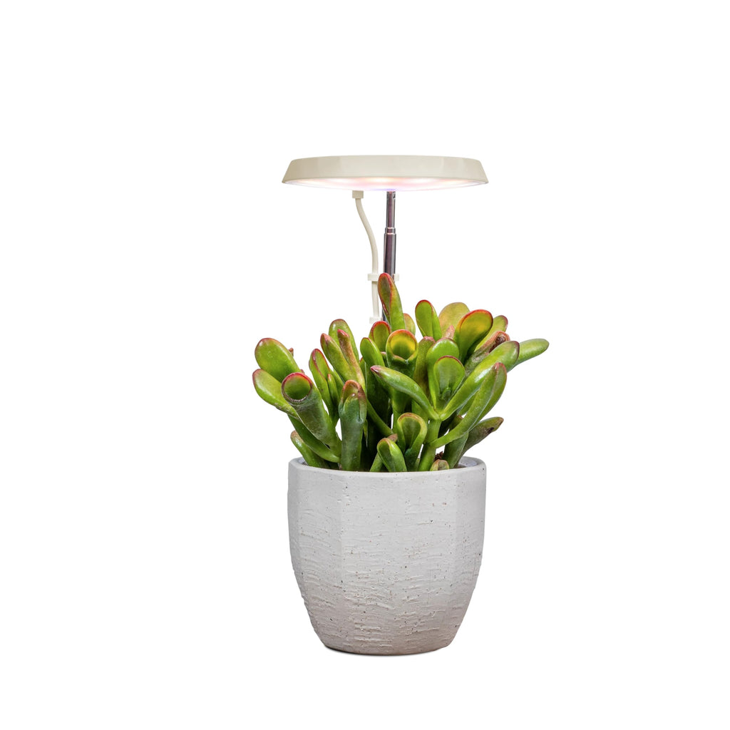 AeroGarden Stem Grow Light, Cream