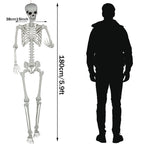 5.9ft Halloween Life Size Skeleton Realistic Full Body Skeletons Plastic Human Bones with Movable Joints for Halloween Props Spooky Party Decoration