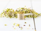 KOYAH - Organic USA Broccoli Sprout Powder (1 Scoop = 1/4 Cup Sprouts): 36 Servings, Freeze-Dried, Tested for Active Myrosinase and Glucoraphanin (Sulforaphane Glucosinolate)