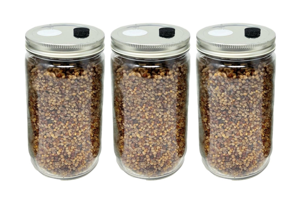 Myco Labs Premium Quick Colonizing 32oz 5-Grain Mushroom Spawn Jars (3-PACK)