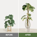 2 Pack Moss Pole 63 Inch Monstera Plant Sticks Support Tall Long Stakes