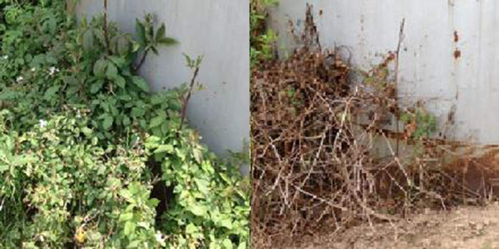 RM43 Concentrated Extended Control Weed Killer
