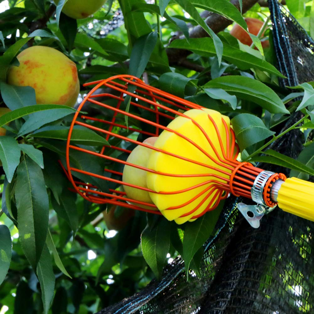 Suwimut 2 Pack Fruit Picker Basket Head, Fruit Harvesting Tool for Gathering Apple Mango Orange Avocados Lemon Peach, Fruits Tree Grabber Tool with Foam Cushion to Prevent Bruising (Pole Not Included)