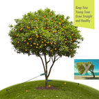 Tree Stakes and Supports, RIFNY Tree Straightening Kits for Leaning Tree