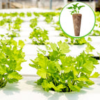 Chumia 200 Pcs Hydroponics Grow Sponges Replacement Root Growth Sponges Pods Kit Seed Starter Pods for Hydroponics Growing System Garden Patio