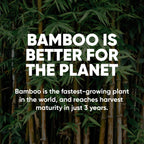 Save Trees Bamboo Toilet Paper - 12 Rolls Of Organic Toilet Paper, 3-ply, 300 Sheets Per Roll - PFAS Free, FSC Certified, Plastic Free, Vegan & Chemical Free Bamboo TP
