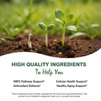 Sulforaphane from Broccoli Seed, Broccoli Supplement | Glucoraphanin, Myrosinase, Moringa Oleifera Leaf Extract – Activated Plant-Based Formula for Cellular Antioxidant Support, 120 Vegan Capsules