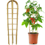 SWANGSA 6 Pack 4Ft U-Shape Bamboo Trellis for Climbing Plants, Garden Ladder Trellis for Outdoor and Indoor Plant Support, Potted Plants, Vegetables, Cucumber, Tomato, Vine