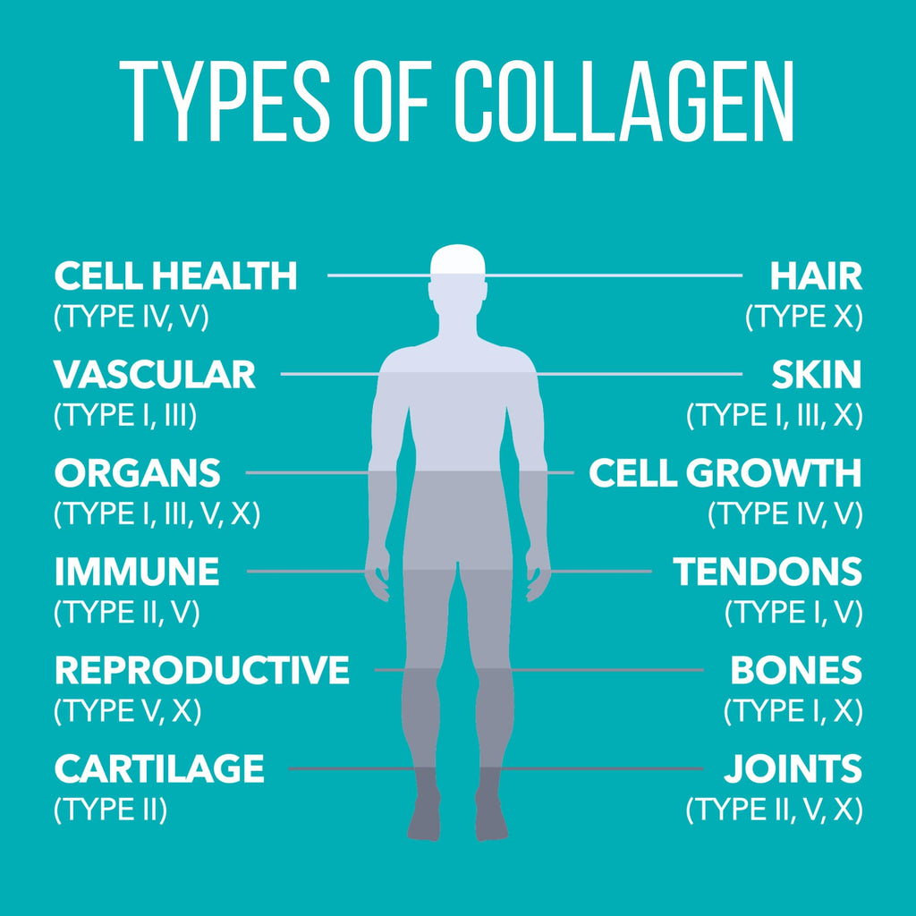 NaturesPlus Collagen Peptides, Vanilla - 0.8 lb Powder - Hair, Skin, Nail & Joint Health, Immune System Support - Non-GMO, Gluten Free - 14 Servings