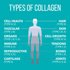 NaturesPlus Collagen Peptides, Vanilla - 0.8 lb Powder - Hair, Skin, Nail & Joint Health, Immune System Support - Non-GMO, Gluten Free - 14 Servings