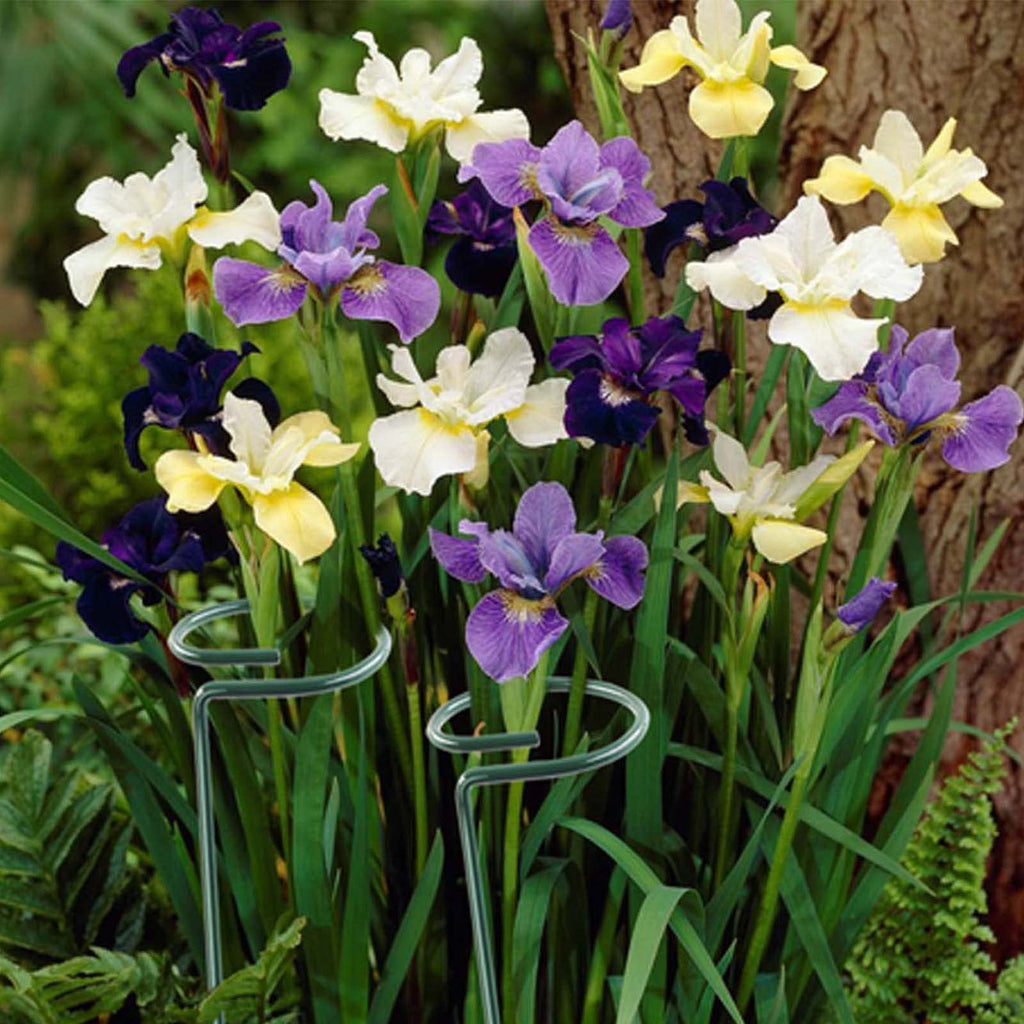 12 Pack 36 inch Plant Support Stakes,Single Stem Plant Support Stake Single Plant Stem Garden Flower Support Stake Steel Plant Cage Support Ring for Orchid Gladiolus Iris Dahlia Amaryllis Rose Lily