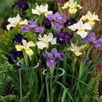 12 Pack 36 inch Plant Support Stakes,Single Stem Plant Support Stake Single Plant Stem Garden Flower Support Stake Steel Plant Cage Support Ring for Orchid Gladiolus Iris Dahlia Amaryllis Rose Lily