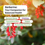 Paradise Herbs, Berberine Extract, 500 mg, Pure & Potent Berberine Supplement, Vegan, Non-GMO, Gluten Free, 60 Vegetarian Capsules