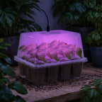 Bonviee Seed Starter Trays with 12-LED Grow Lights, Clear, 5 Pack