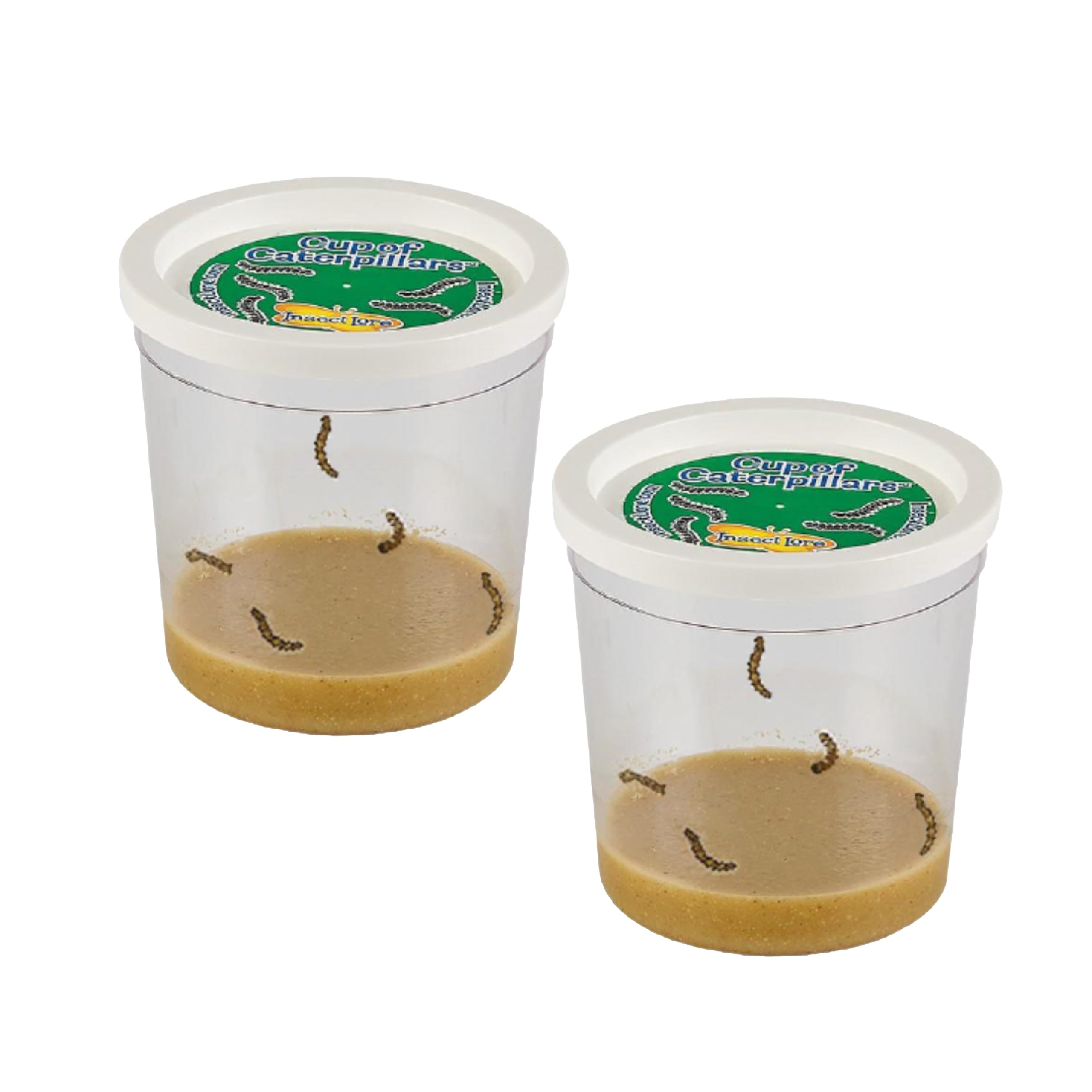 Insect Lore 2 Cups of Caterpillars Basic - 10 Live Baby Painted Lady Caterpillars - Refill for Habitat Kit - Caterpillars and Food Included