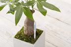 Sustee Aquameter, Set of 5, Plant Soil Moisture Sensor (Green, Large)