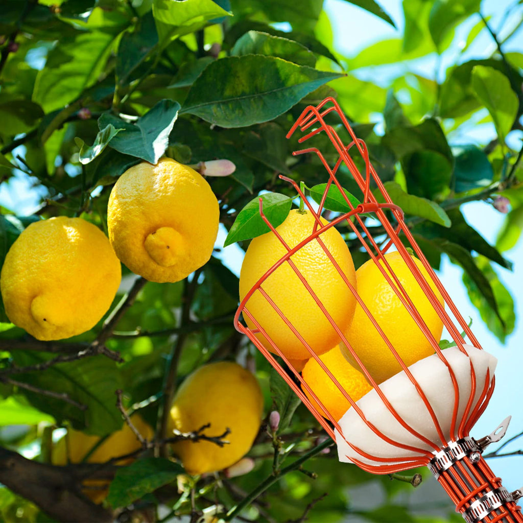 Walensee 5.5FT Fruit Picker with Basket, 35-65 Inch Compact Fruit Picker Pole, Lightweight Cherry Picker Tool for Pear, Mango, Apple, Orange, Lemon, Avocado Harvesting