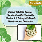 Puranicals Gotu Kola Premium 320 Capsules Non GMO and Gluten Free | Herbal Supplement | 600 mg Per Serving | Made with 100% Pure Gotu Kola Powder