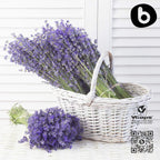 Organic Lavender Capsules - Lavender Pills for Relaxation and Balance - Supports Calm Mind and Body - Natural Supplement - Non-GMO, Gluten-Free – 90 Vegan Capsules