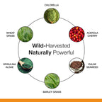 Dr. Schulze's SuperFood 100 - Everyday Superfood Supplement to Support Overall Wellness - Mutivitamin Support for Cellular Nutrition & Energy - Clean Ingredients - Gluten-Free & Dairy-Free - 90 Count