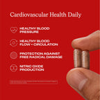 Humann Cardiovascular Health Daily, 4-in-1 Vascular & Blood Pressure Support, Grape Seed Extract & Hyaluronic Acid Circulation Supplement, Plant-Based Non-GMO, 120 Capsules