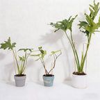 GOOOXIM 10 PCS Large Indoor Plant Stakes 15.5" Heavy Duty Metal Supports