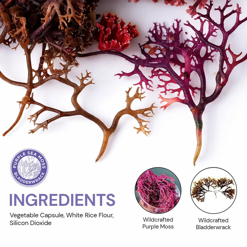 BocaHeal Purple Sea Moss + Bladderwrack Capsules | 2202mg Complete Nutrient Profile - Wildcrafted & Wildharvested Seaweed Blend for Daily Wellness – 60 Seamoss Pills & Sea Moss Capsules | Made in USA