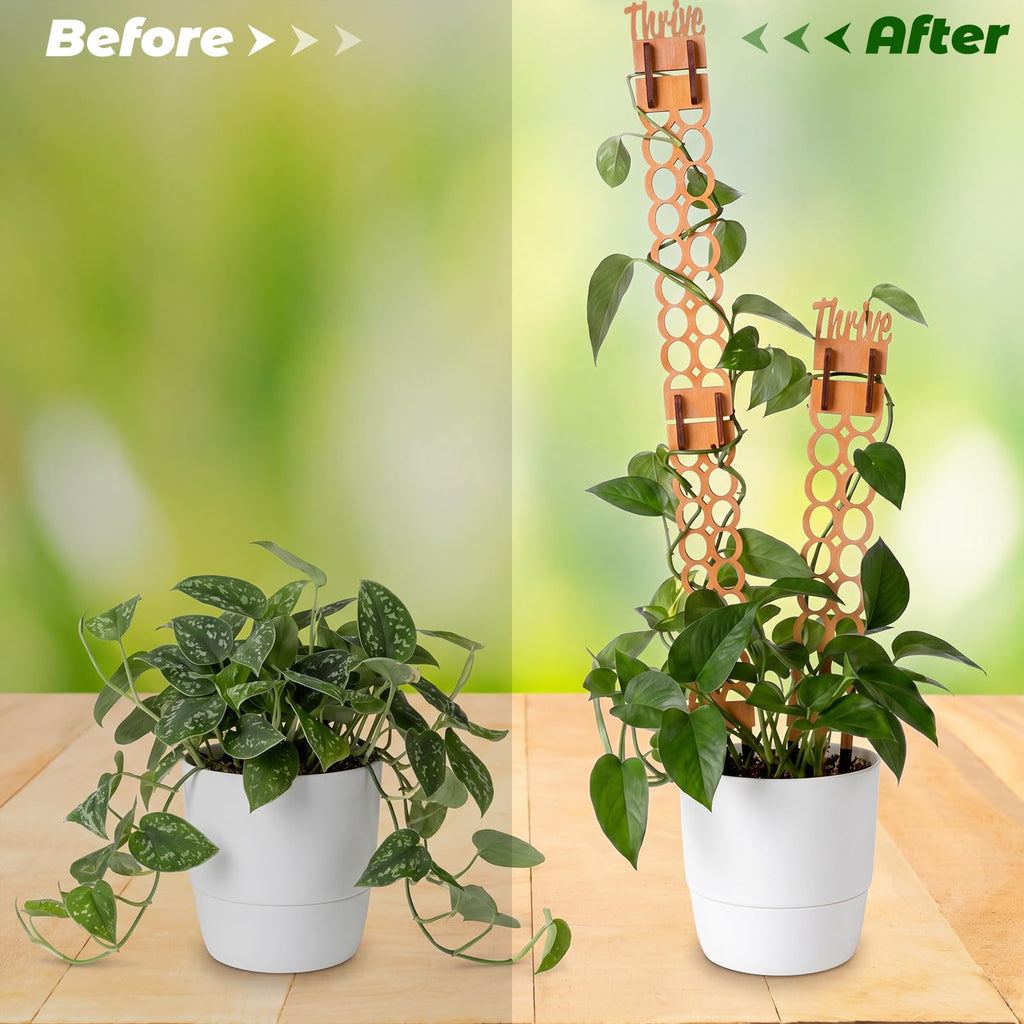 Otoolling 6 Sets Wooden Extendable Plants Trellis Indoor Modular Plant Trellis with Wood Thrive Sign Decor and Extensions for Outdoor Climbing Houseplants Vine Flower Stem(Circle)