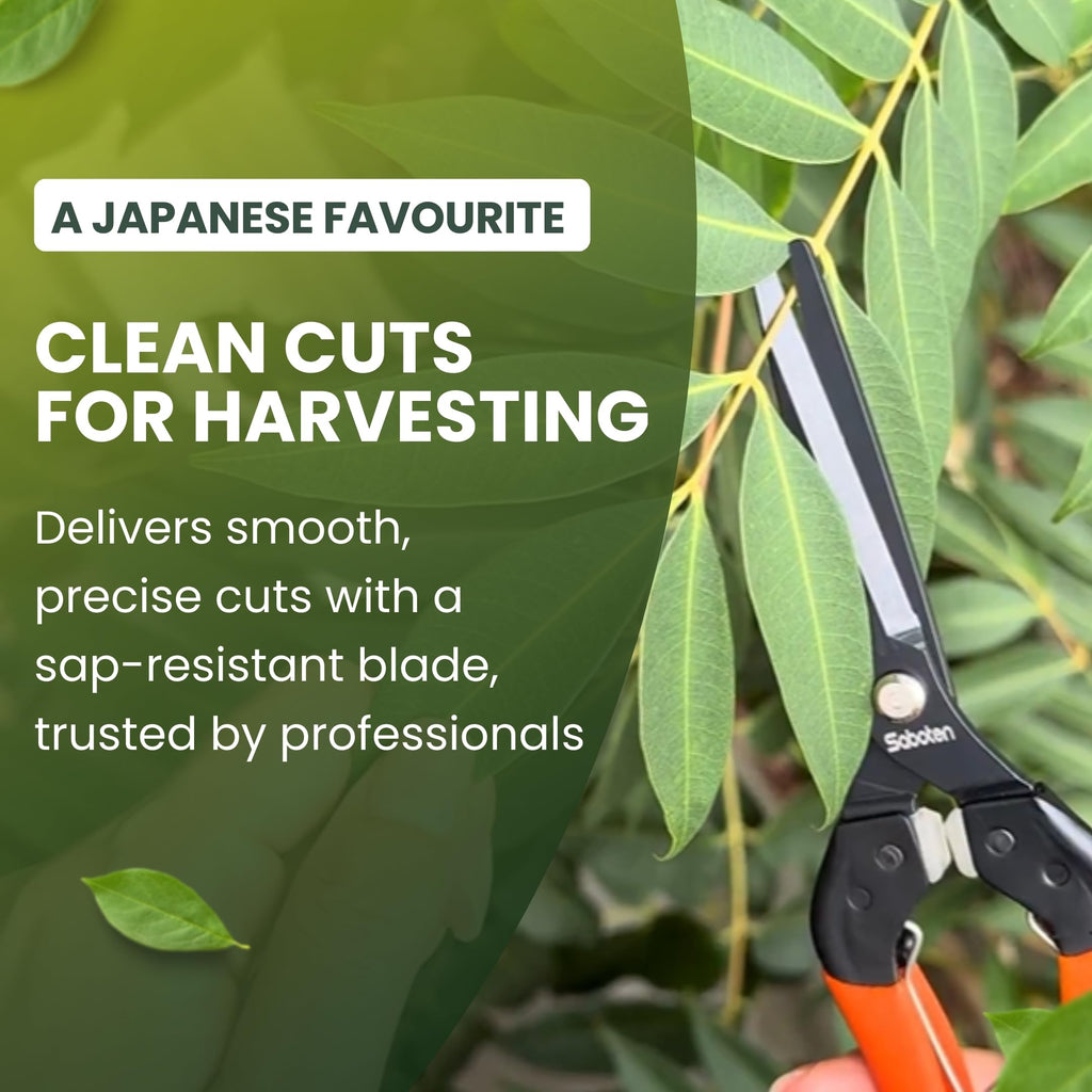 Saboten Japanese Pruning Shears 7.9" – Professional Bypass Garden Clippers, Made in Japan, Sharp Carbon Steel Blade with Sap-Resistant Fluorine Coating, Cuts up to 3/4 in (20 mm) (Straight)