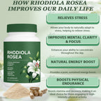 Floraviva Rhodiola Rosea Capsules | 500mg Rhodiola Rosea Extract Supplement for Stress Support, Mental Focus & Energy, Immune Function, Non-GMO, 60 Capsules