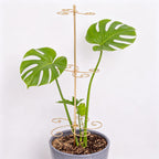 GOOOXIM 24 Inch Plant Stem Support Stakes for Monstera & Climbing Plants