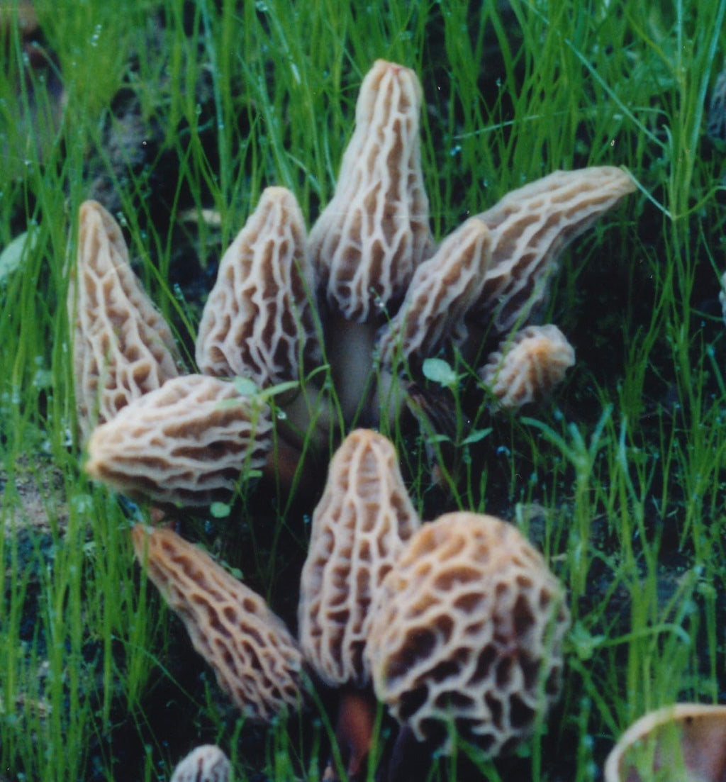MOREL HABITAT KIT® Morel Mushroom Growing Kit (Morchella)