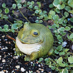 Evergreen Garden Cute Portly Frog 6" Tall Outdoor Statue and Secret Key Holder | Weatherproof and Outdoor Safe | Garden Sculpture | Porch Garage or Patio Home Decor