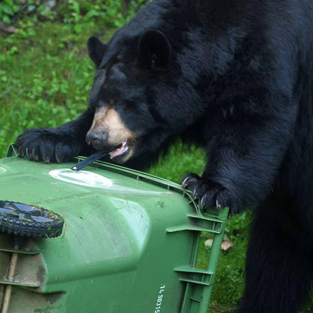 Ultimate Black Bear Trash Lock -Certified Black Bear Resistant, Patented, Animal Proof EXISTING Trash cans, Four Straps. Also Works for Wind, Raccoon, Opossum, and Other varmints/Critters
