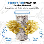 Organic Edible 4lbs Golden Oyster Mushroom Growing Kit, Made in USA, Double-Side Mushroom Grow Kit Indoor, Harvest Gourmet Mushrooms in 10 Days, Top Gardening Gift, Holiday Gift