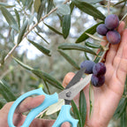 16Pcs Floral Scissors Garden Flower Scissors Shears for Cutting Fresh Flower Floral Cutters Garden Shears for Gardening Flowers Arrangement, Trimming Plants, Stainless Steel